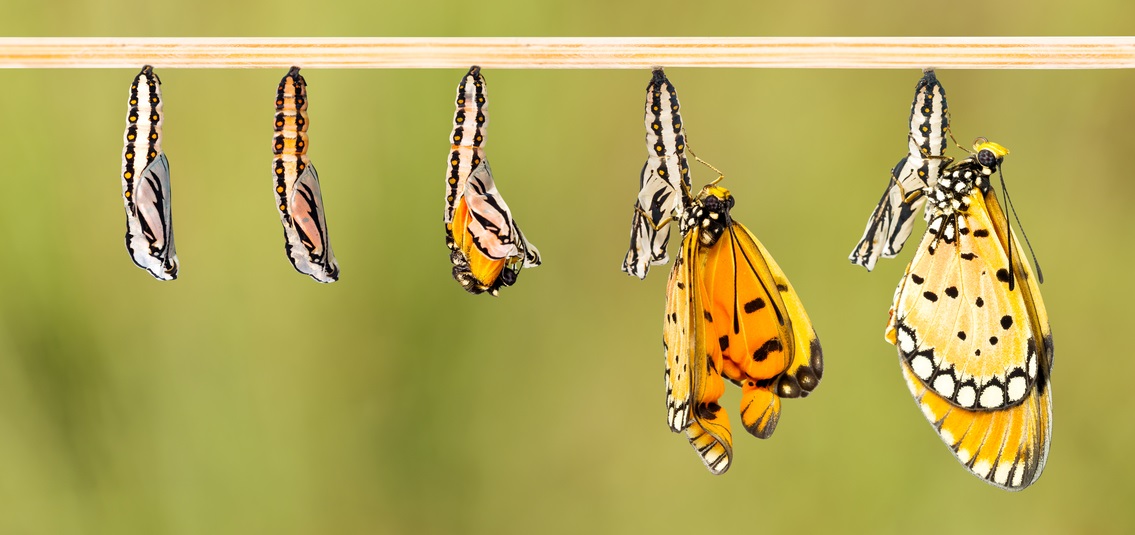composite photo, showing stages of transition from caterpillar to butterfly